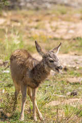Mule Deer Fawn