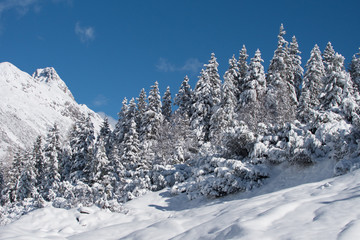 verschneite Baumgruppe am Berg