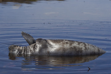 Obraz premium Southern Elephant Seal (Mirounga leonina) pup lying in a shallow rock pool on the coast of Carcass Island in the Falkland Islands.