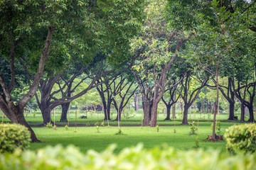 Fresh green park