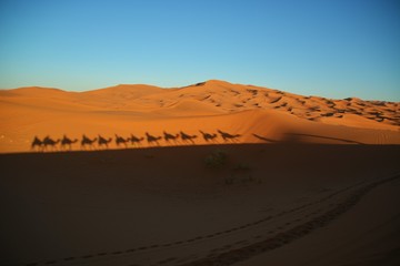 Fototapeta na wymiar Camels in sahara desert