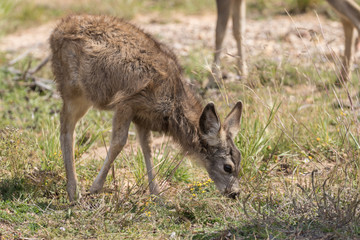 Mule Deer Fawn