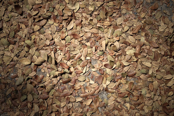 Dry leaves of Samanea saman trees.