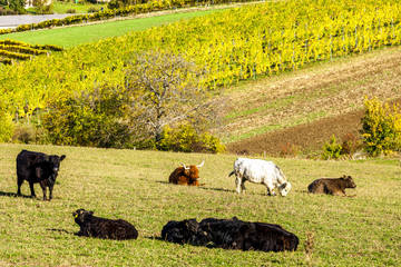 herd of cows in autumn, Lower Austria, Austria
