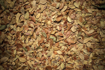 Dry leaves of Samanea saman trees.