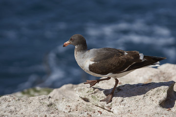 Juvenile Dolphin Gull (Leucophaeus scoresbii) standing on a rock ledge on the coast of Carcass Island in the Falkland Islands.