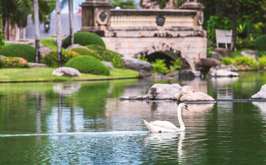 Fototapeta na wymiar White swan swimming in public lake