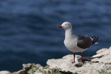 Naklejka premium Dolphin Gull (Leucophaeus scoresbii) standing on a rock ledge on the coast of Carcass Island in the Falkland Islands.
