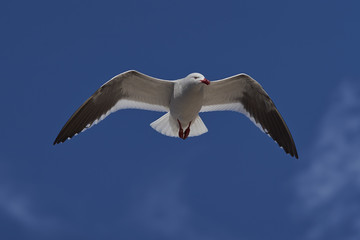 Dolphin Gull (Leucophaeus scoresbii) in flight on the coast of Carcass Island in the Falkland Islands.