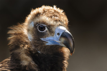 Cinereous vulture, black vulture or monk vulture portrait close up