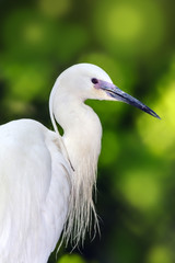 Potrait of the Great egret (Ardea alba)