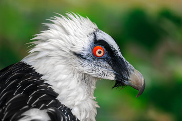 Portrait of a beard vulture (Cypaetus barbatus aureus)