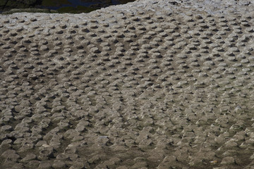 Empty nest site of Imperial Shag (Phalacrocorax atriceps albiventer) waiting for the start of the breeding season on the coast of Carcass Island in the Falkland Islands. 