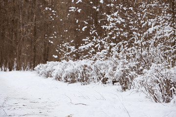 Beautiful snowy landscape. WInter forest.
