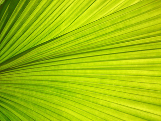 Obraz premium beautiful abstract green leaf line pattern background