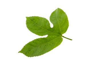 Passion fruit leaf isolated on white background