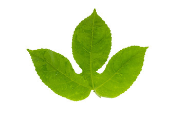 Passion fruit leaf isolated on white background