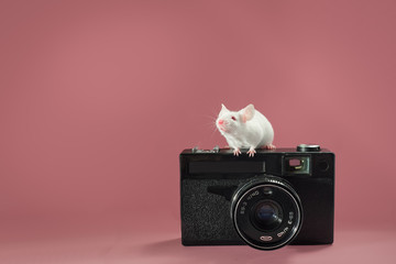 Cute white laboratory mouse sitting on old black analog camera and looking funny, pink background