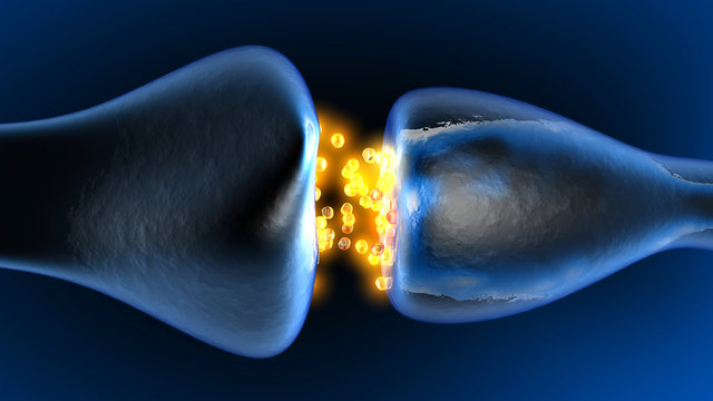 Neurotransmission In The Synapse	