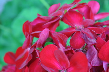 red flower on the green background