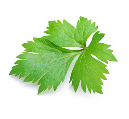 Celery or parsley leaf isolated on white background.