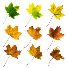 Set of colorful autumn leaves isolated on white