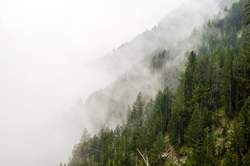 Green pine forest under the fog in Olympus National Park, Greece