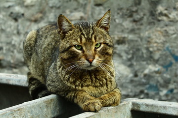 Sakin Sokak Kedisi Tekir