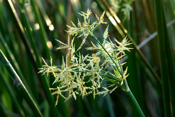 Close up papyrus flower as background abstract