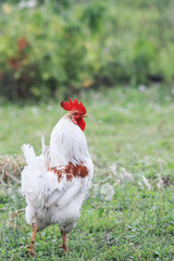 white rooster is on the farm yard and sings a song