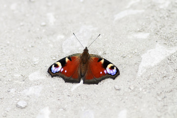 Fototapeta na wymiar a beautiful butterfly of peacock eye sitting on the road to spread its wings