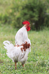 white rooster is on the farm yard and sings a song