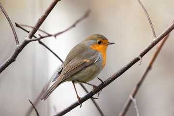 little bird Robin sitting in the Park among the branches 