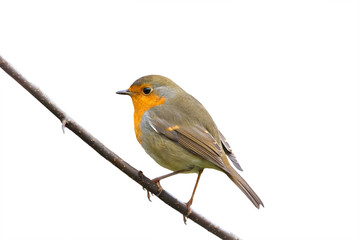 little bird Robin sitting in the Park  on a white isolated background