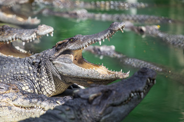 Crocodiles with its mouth open. Added lomography vintage fliter.