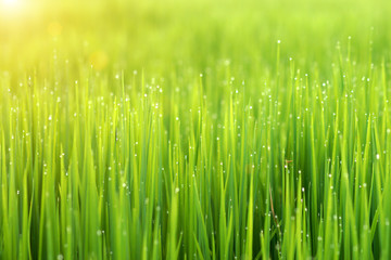 Obraz na płótnie Canvas rice plant in rice field