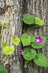 green plant on a background of tree bark