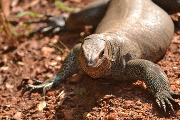 Varan du parc national de wilpattu
