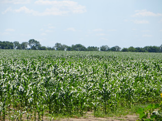 Fototapeta na wymiar Field of the young corn