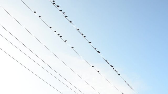 Birds on a wire. It is removed in the afternoon.