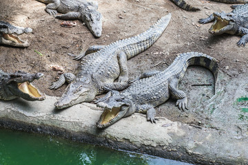 Crocodile in zoo