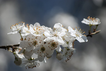 blossoming apple blossom