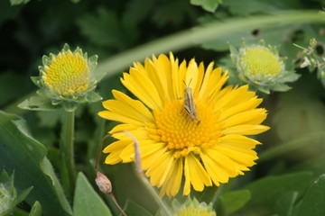 Yellow Flower