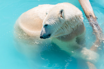 Polar Bear playing in the pool
