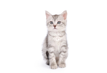 Little Gray Kitten isolated on white