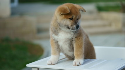 Puppy Akita Inu most devoted dog