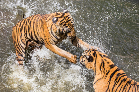 Two Tigers fighting in Water