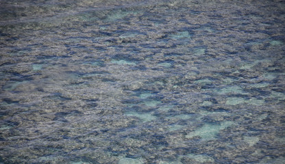 Live corals that grew on the rocks