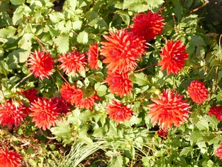 Camélias rouges