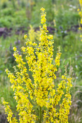 Common mullein (lat. Verbascum thapsus L.)